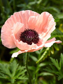 Papaver Helen Elizabeth (Orientalischer Mohn)