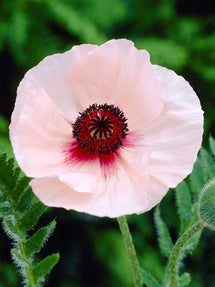 Papaver Karine (Orientalischer Mohn)