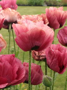 Papaver Marlene (Orientalischer Mohn)