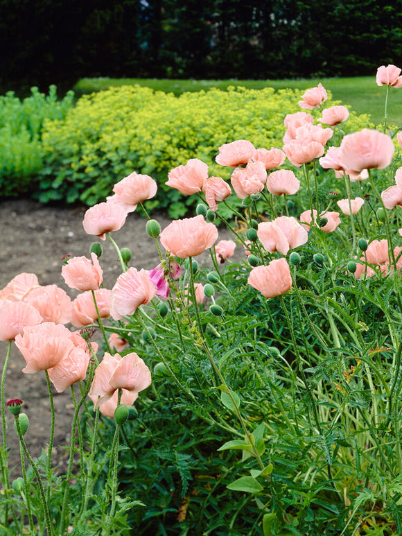 Buy Papaver Mrs Perry (Oriental Poppy)