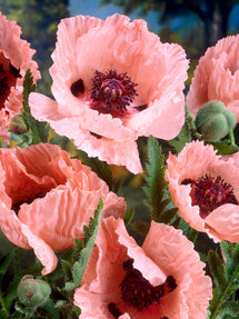 Papaver Mrs Perry (Orientalischer Mohn)