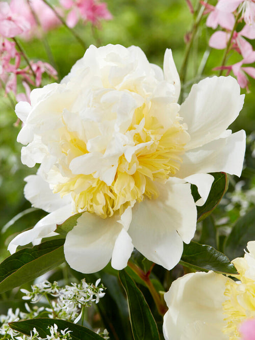 Peony Bridal Shower