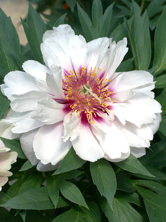 Peony ‘Cora Louise’ spring planted bare roots