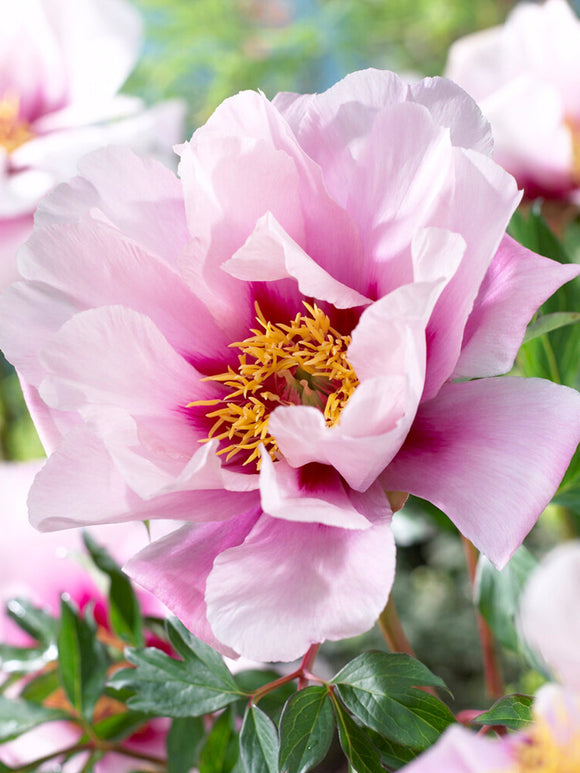 Peony ‘Cora Louise’