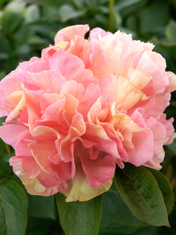 Peony Lois Choice - UK delivery