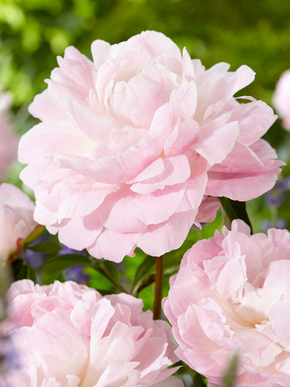 Buy Peony Nancy Nora