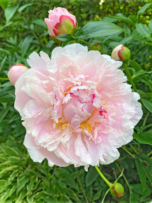 Pfingstrose Raspberry Sundae