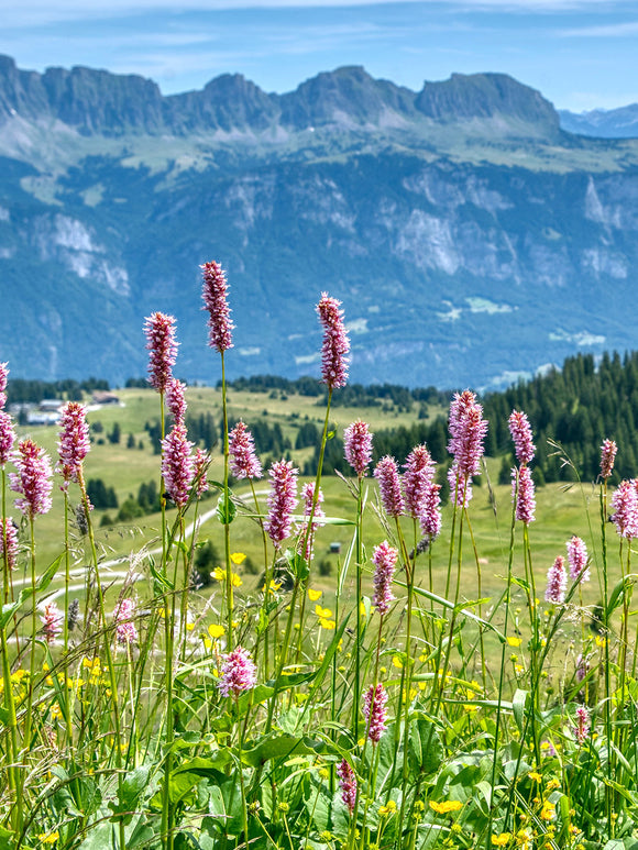 Schneckenknöterich Kabouter bestellen