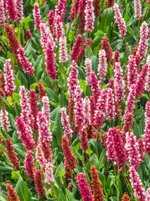 Persicaria affinis Kabouter (Knöterich)