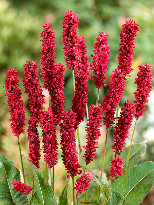 Persicaria amplexicaulis Fat Domino (Lesser Knotweed)