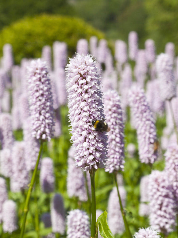 Persicaria bistorta Superba (Knöterich)