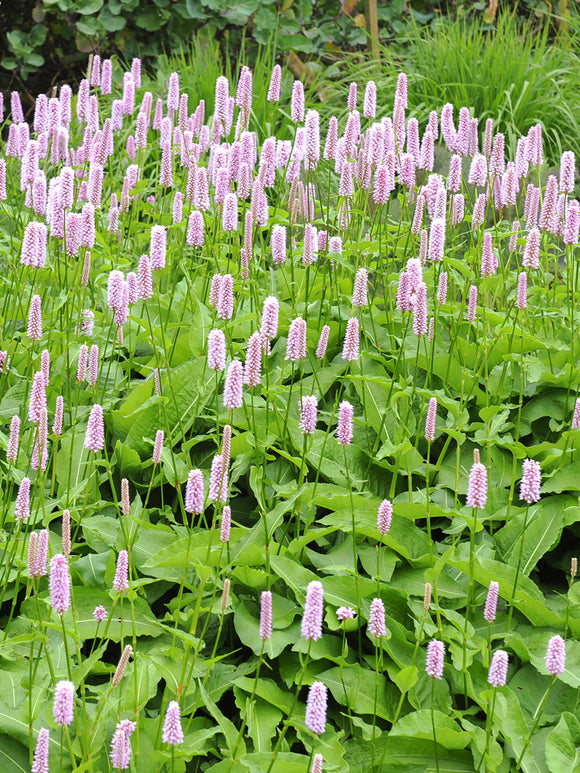 Persicaria bistorta Superba kaufen