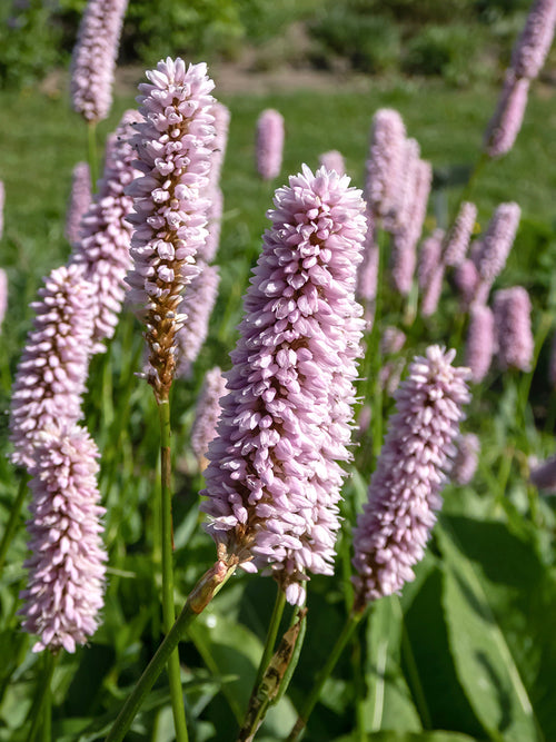 Persicaria bistorta Superba (Wiesen-Knöterich)