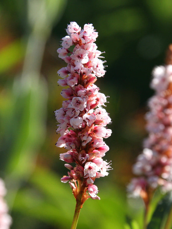 Persicaria affinis Kabouter Teppich-Knöterich