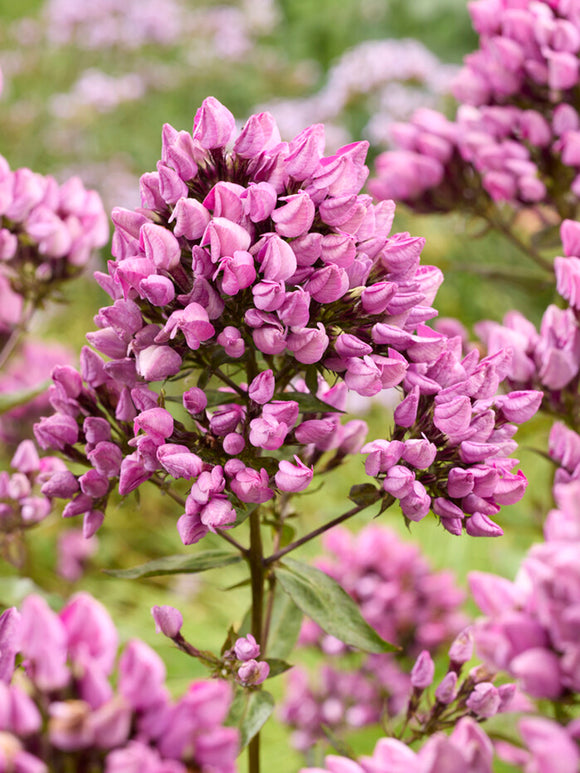 Großblättrige Flammenblume 'Butonik' 