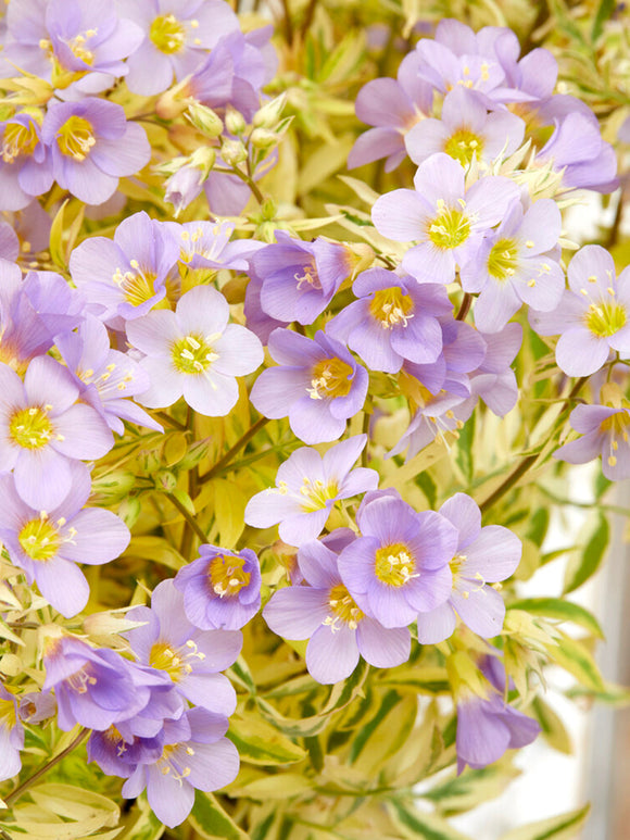 Polemonium Golden Feathers Jakobsleiter