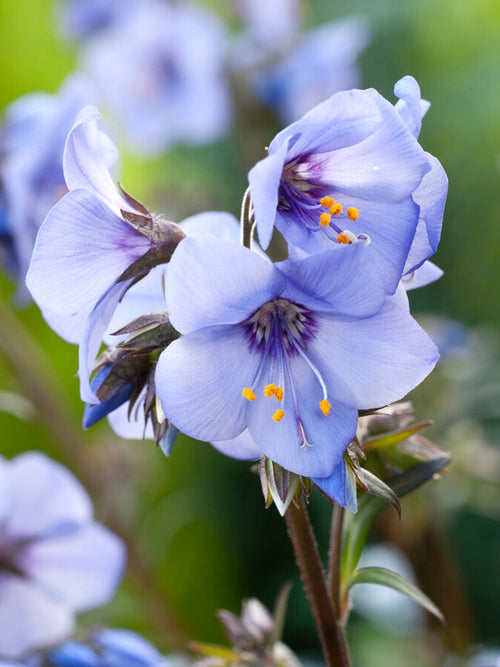 Polemonium Heaven Scent Jakobsleiter, Himmelsleiter