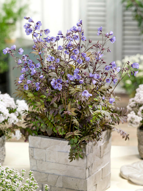 Polemonium Heaven Scent Jakobsleiter, Himmelsleiter bestellen