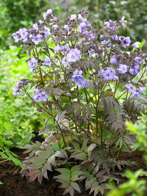 Polemonium Heaven Scent Jakobsleiter, Himmelsleiter kaufen