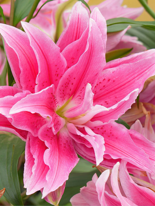 Roselily Jasmina, Blumenzwiebeln für Lilien kaufen