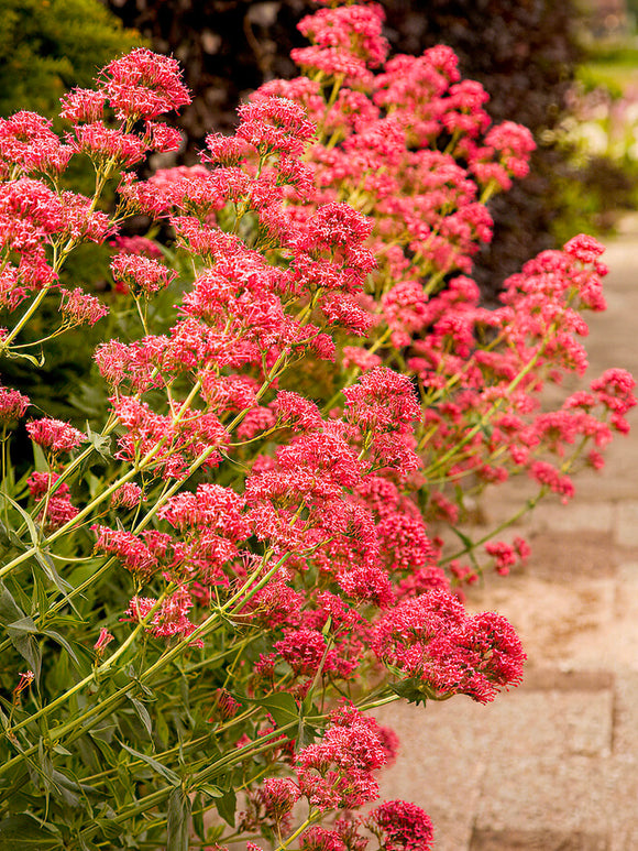 Rotblühende Spornblume Coccineus - Centranthus