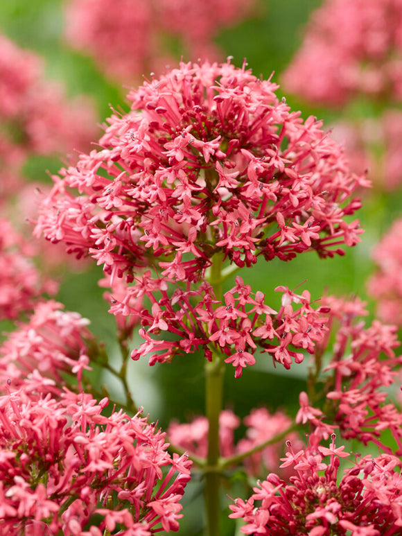 Rotblühende Spornblume 'Coccineus'