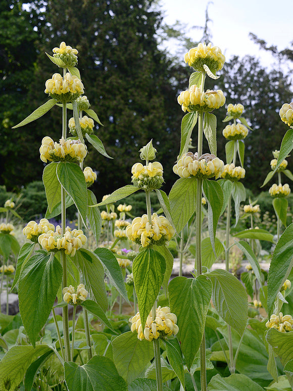 Russel-Brandkraut / Phlomis russeliana