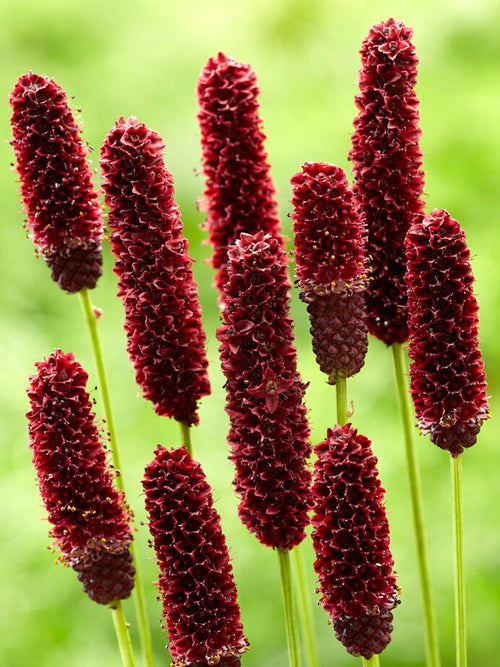 Buy Sanguisorba Big Dream (Great Burnet) Bare Roots