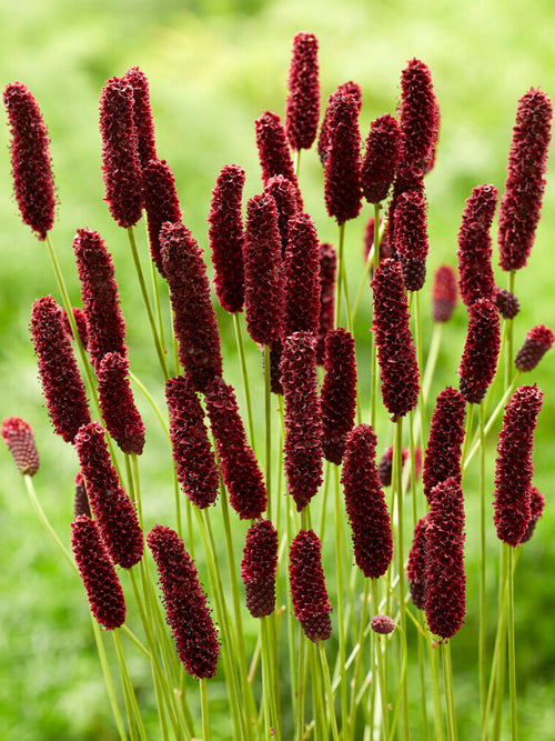 Sanguisorba Big Dream (Great Burnet)