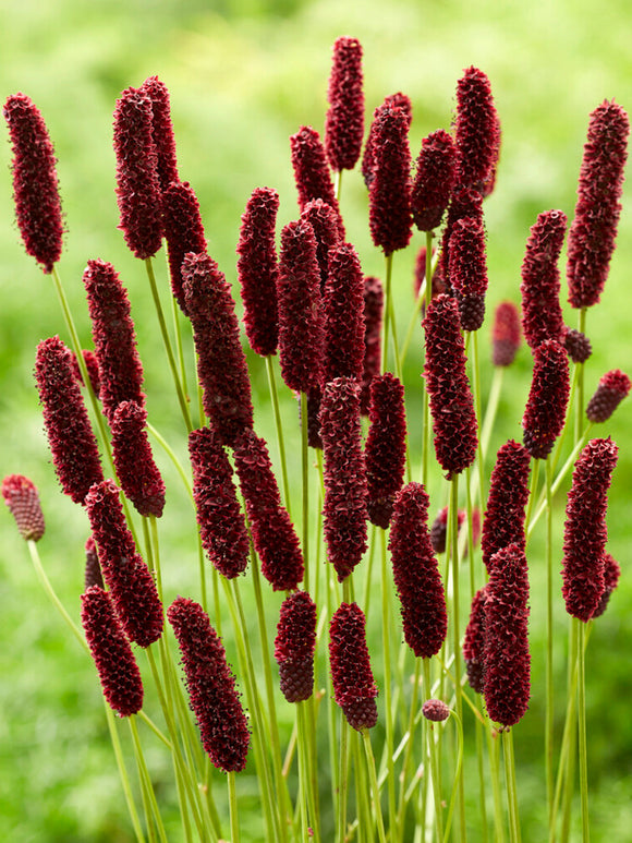 Sanguisorba Big Dream (Great Burnet)