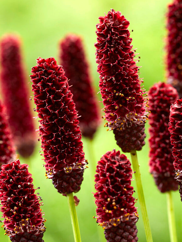 Sanguisorba Big Dream (Wiesenknopf)