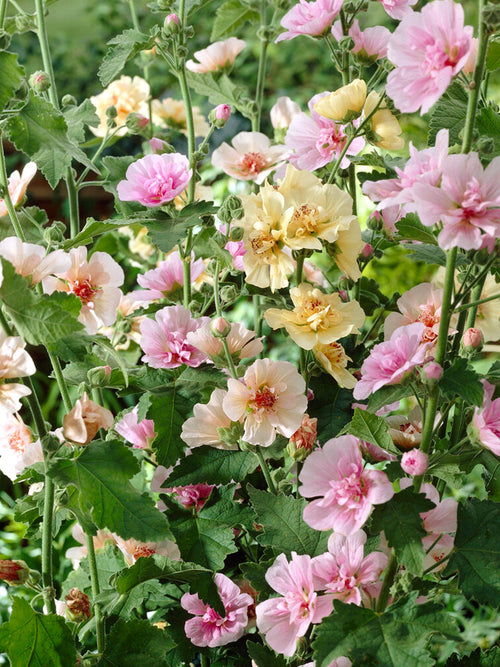 Stockrosen Chater's Single Mix (Alcea Rosea)