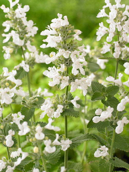 Traubige Katzenminze 'Snowflake'