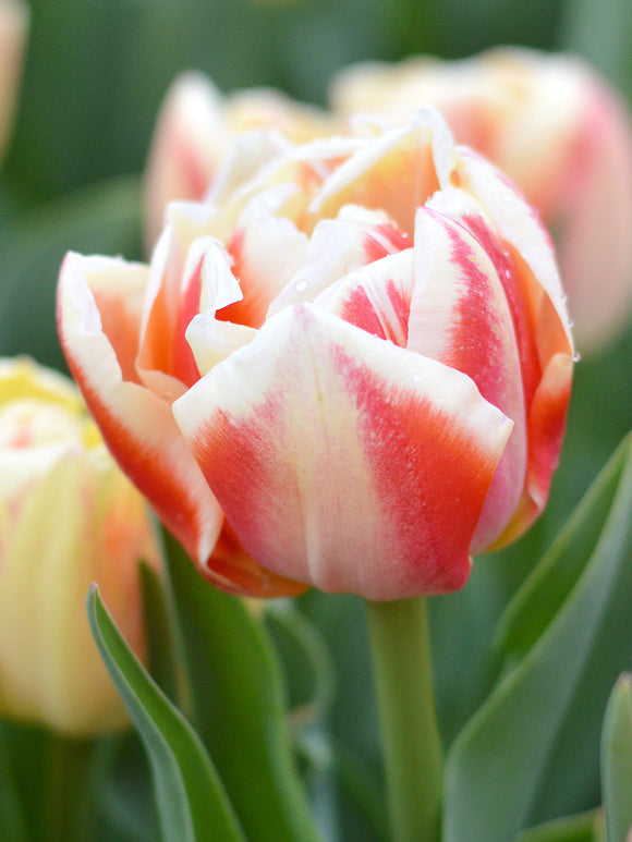 Tulpe Bed of Roses