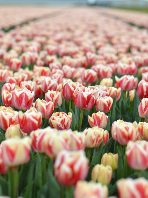 Tulpe Bed of Roses