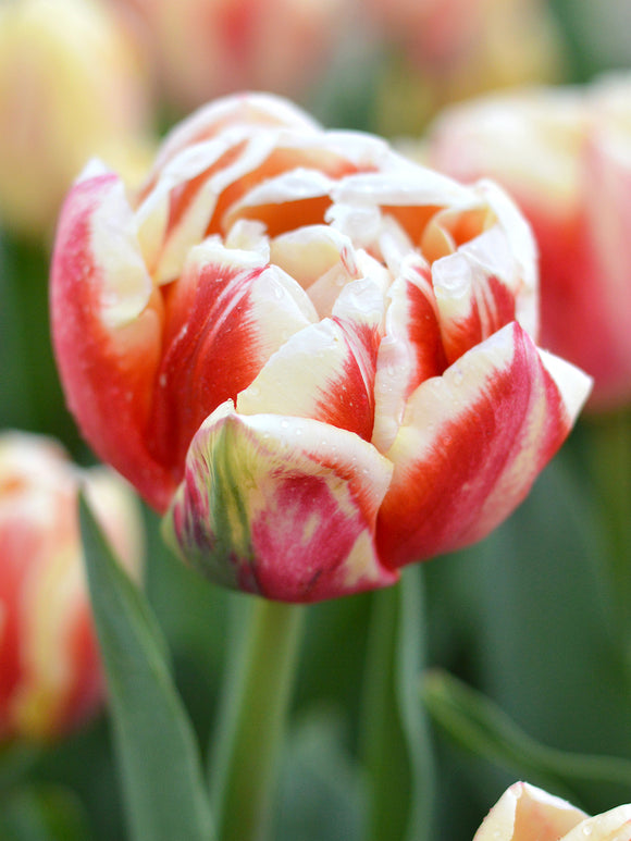 Tulpe Bed of Roses