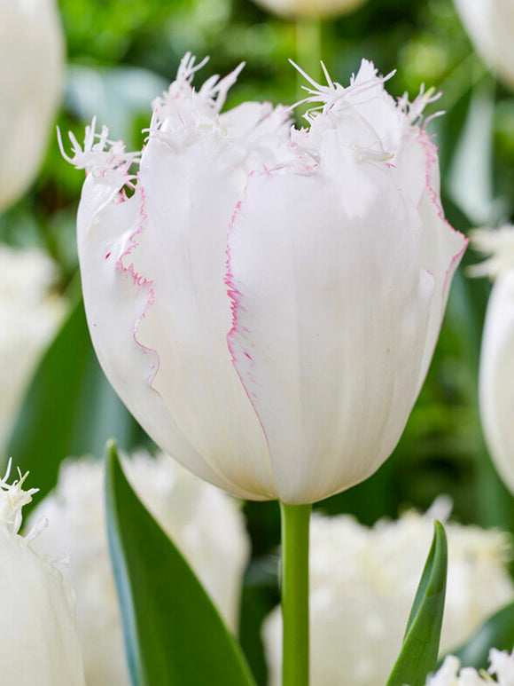 Tulip Lady Smile