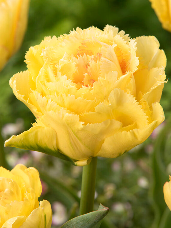 Tulpenzwiebeln Lemon Shoot