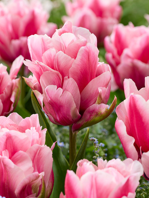 Tulpe Precious Pink