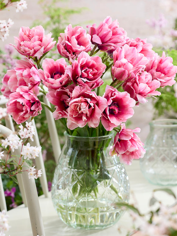 Tulpe Precious Pink