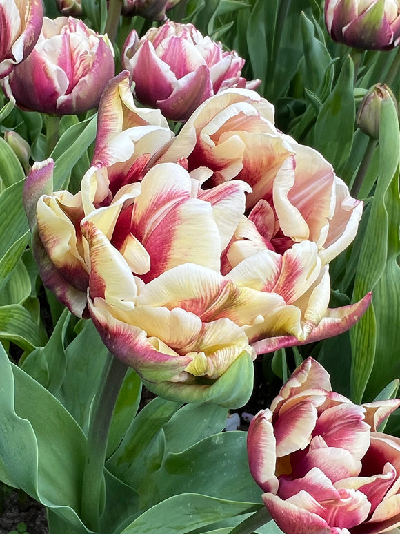 Tulpe Wyndham