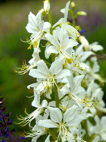 Dictamnus Albus Albiflorus (Diptam)