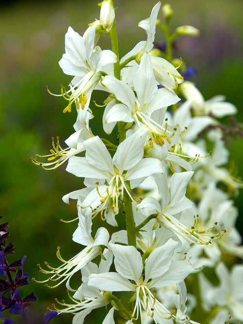 Weißblühender Diptam 'Albiflorus'