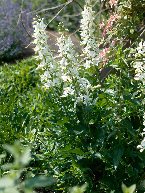 Weißblühender Diptam Albiflorus - Dictamnus albus