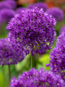 | - Blumenzwiebeln Allium Zierlauch DutchGrown™