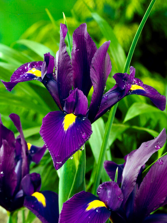 Holländische Schwertlilie ‚Purple Sensation‘