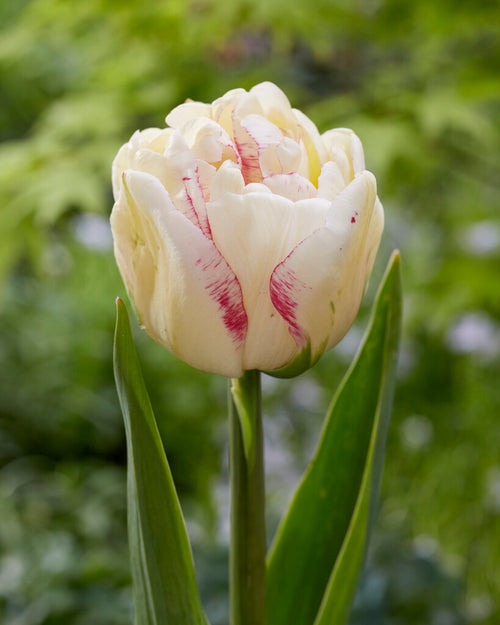 Tulpe Double Shake