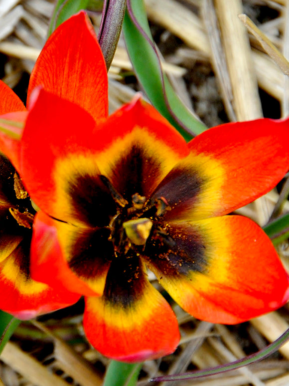 Botanische Tulpenzwiebeln kaufen Little Princess